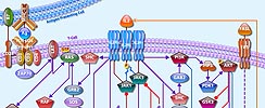 IL2 Pathway